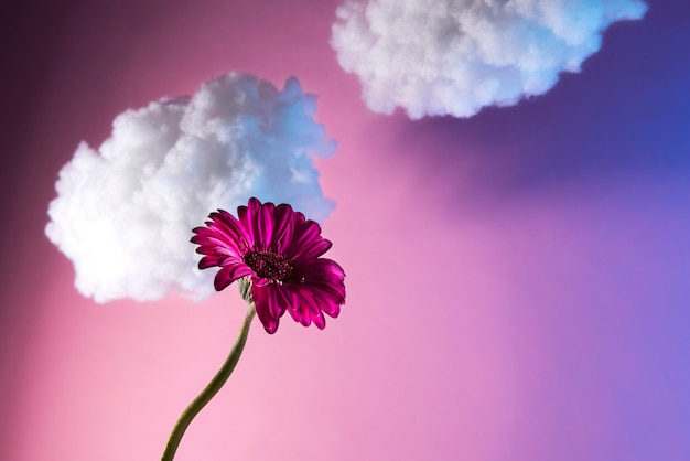 Free photo pink gerbera flower and gradient background