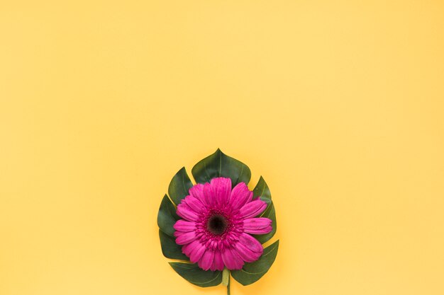 Pink gerbera flower on green leaf 