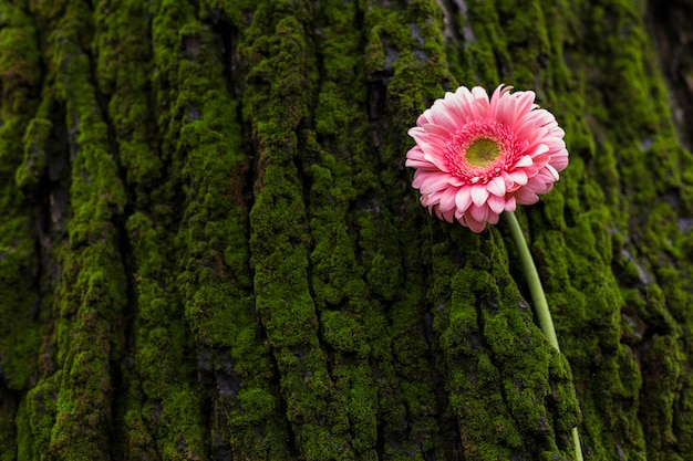 Free photo pink gerbera flower on tree bark