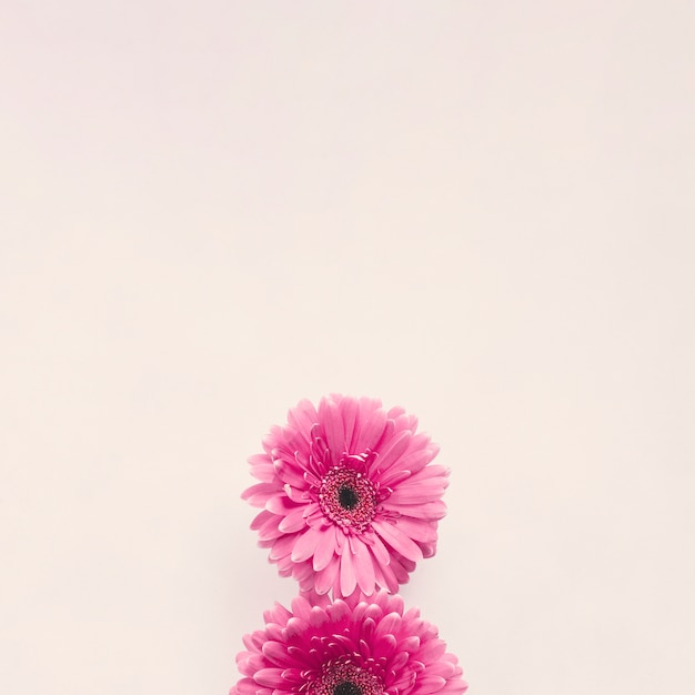 Pink gerbera flower on white table