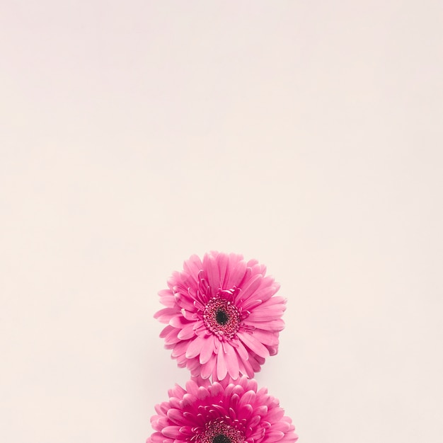 白いテーブルにピンクのガーベラの花