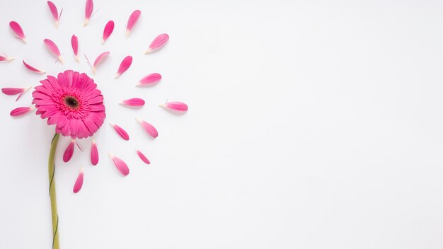 Pink gerbera flower with petals on table