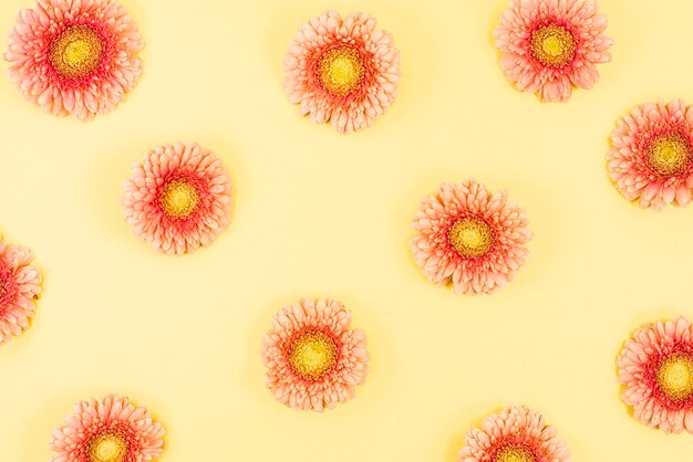 Pink gerbera flower on yellow background