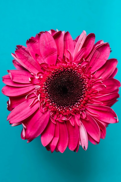 Pink gerbera on turquoise background