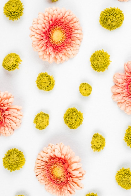 Foto gratuita gerbera rosa e fiore giallo su sfondo bianco