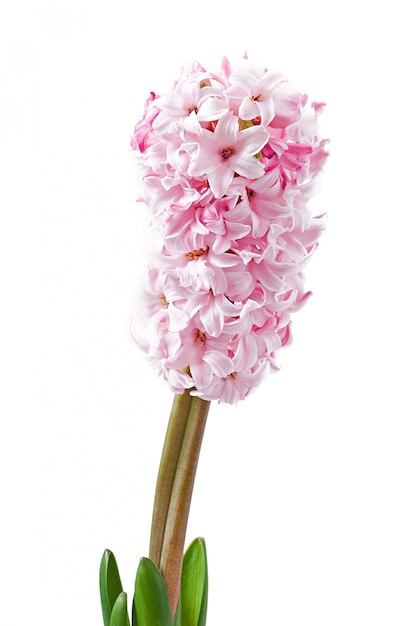 Free photo pink hyacinth isolated