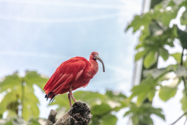 Pink Ibis on a tree branch surrounded by greenery