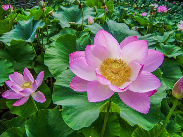 Pink Indian lotus flowers surrounded by green plants