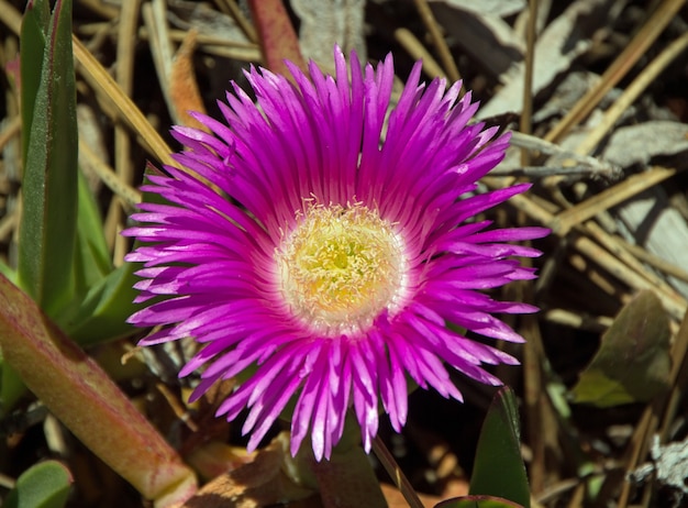 pink karkalla flower