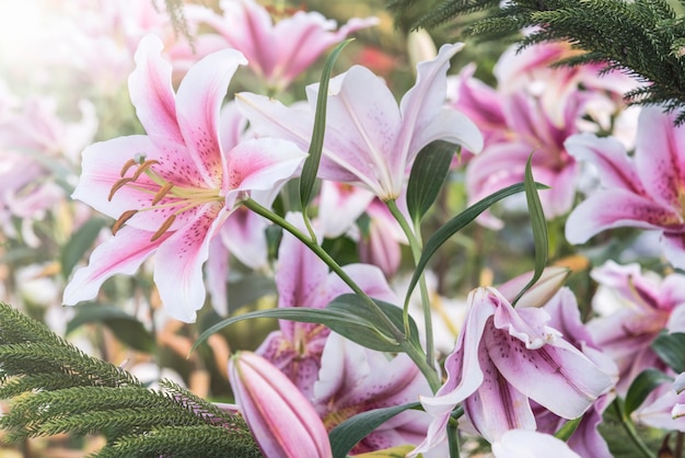 Pink lilies in the garden