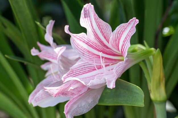 アジアのリリースターゲイザー花と雌しべ プレミアムベクター アジアのリリースターゲイザー花と雌しべ プレミアムベクター