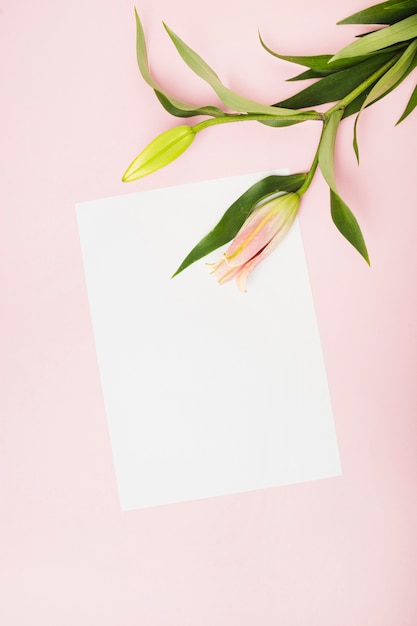 Foto gratuita germogli di giglio rosa su carta bianca su sfondo rosa