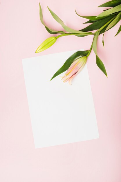 분홍색 배경 위에 흰 종이에 핑크 백합 꽃 봉 오리