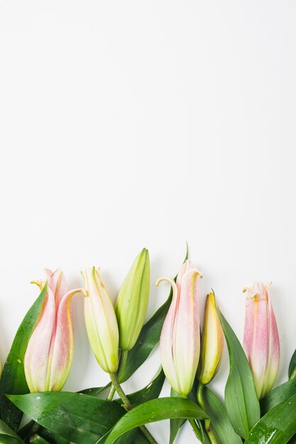 Pink lily flower buds on white background