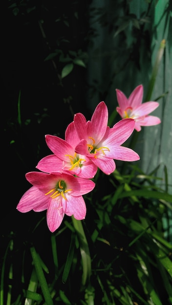 自然な背景をぼかした写真とピンクのユリの花