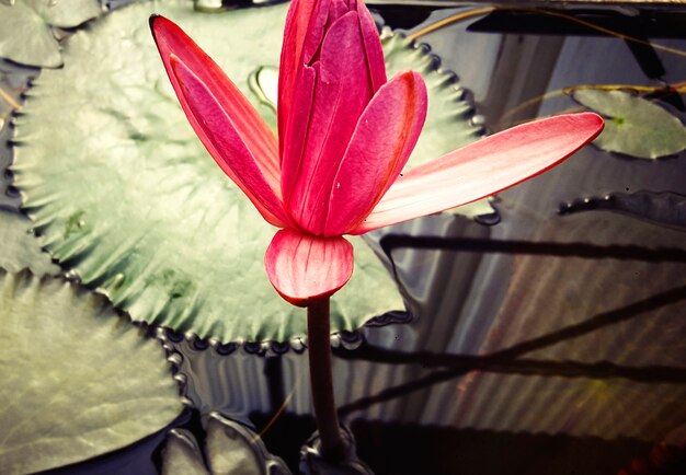 Free photo pink lotus flora natural peaceful