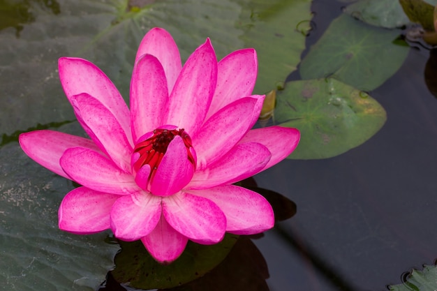 Розовый цветок лотоса в пруду