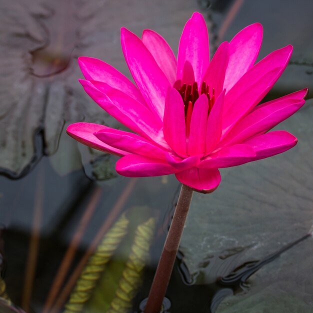 Pink lotus flower in pond