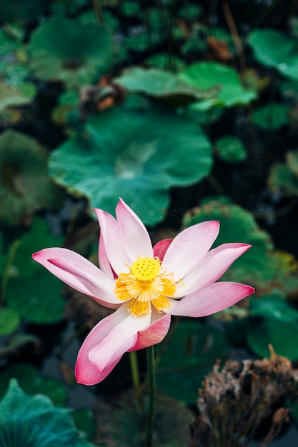 pink lotus in pool