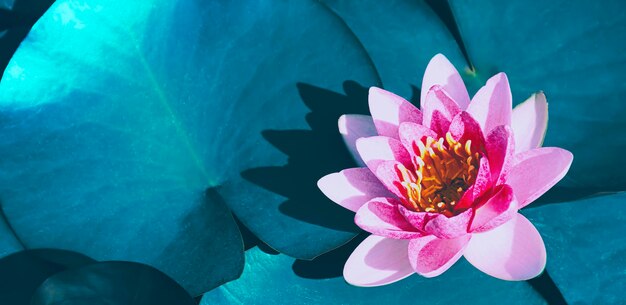 池の表面と青い葉の背景に咲くピンクの蓮の睡蓮