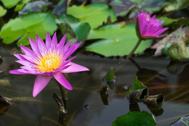 pink lotus on water