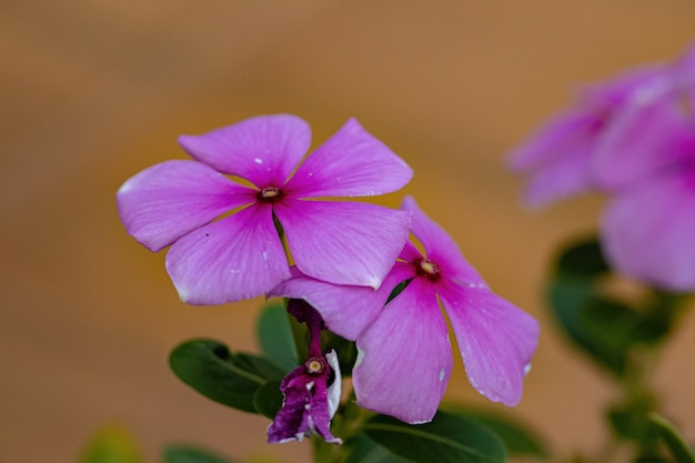 Pink madagascar periwinkle flower of the species catharanthus roseus with selective focus Premium Photo