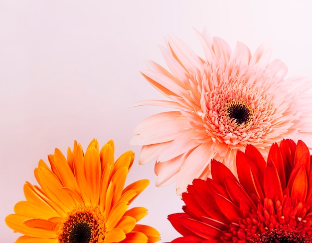 Pink; orange and red gerbera flower against pink background