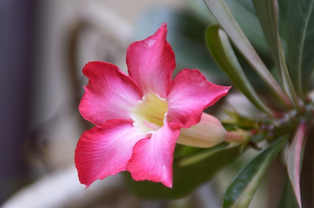 Free photo pink orchid flower