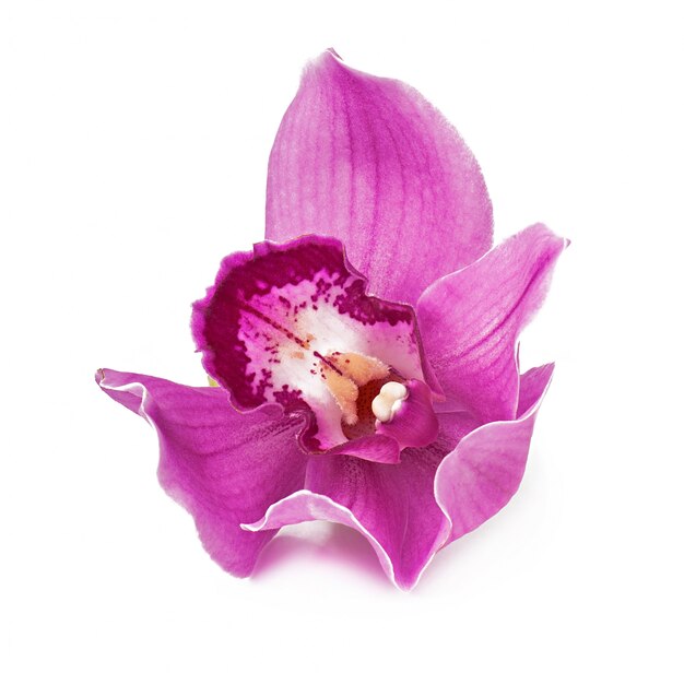 Pink orchid flower