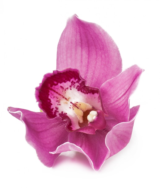 Pink orchid flower