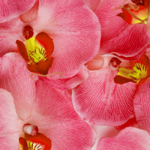 Pink orchid flowers background