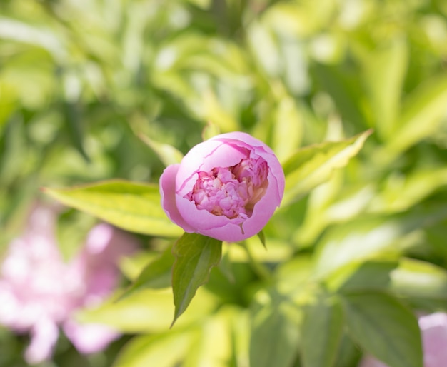 Free photo pink peony close-up.