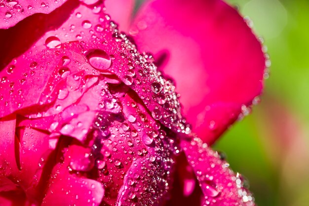 水の上を流れるピンクの花の美しいショット 無料の写真