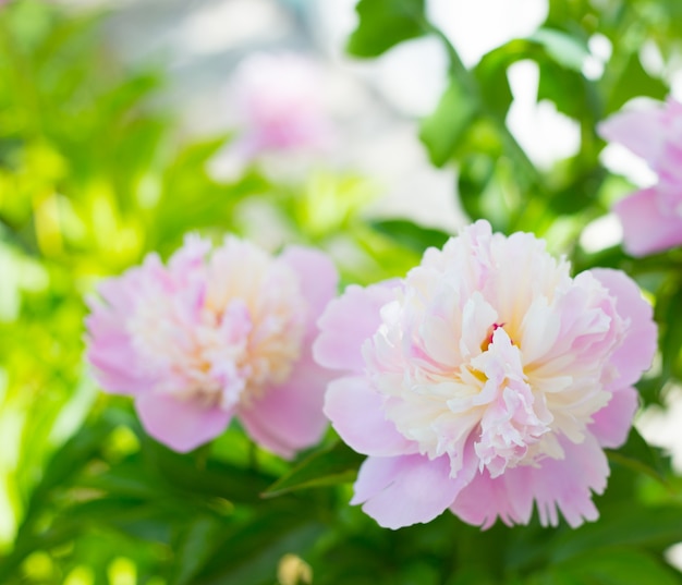 Pink peony.