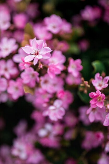 ピンクの花びらの花