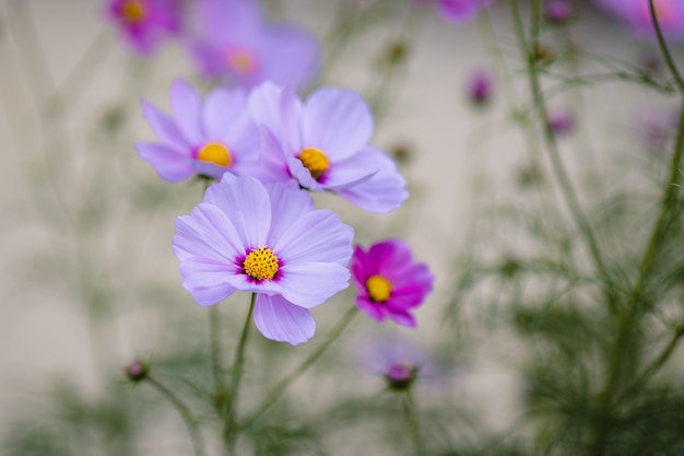 ピンクの花びらの花