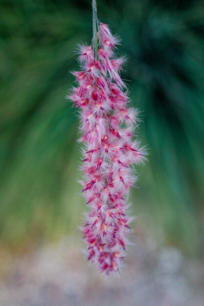 Pink-petaled flowers