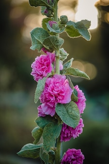 Pink-petaled flowers