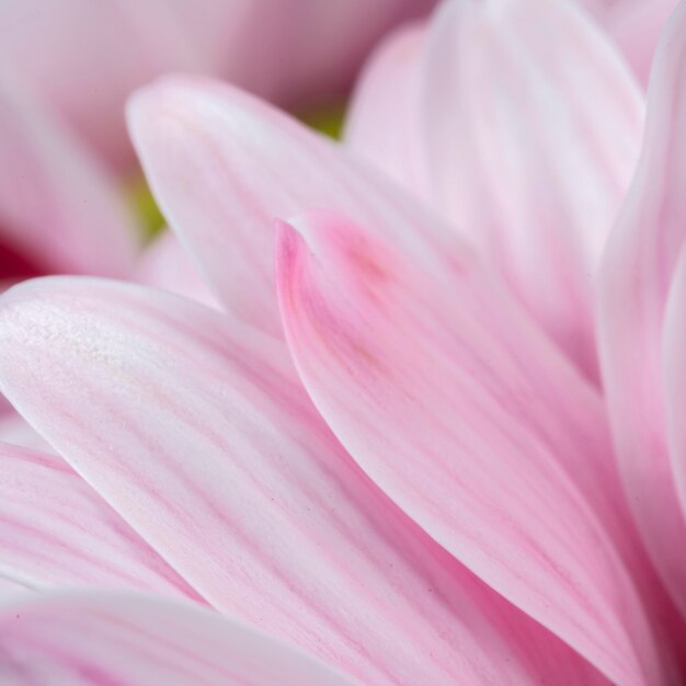 ピンクの花びらの詳細なクローズアップ