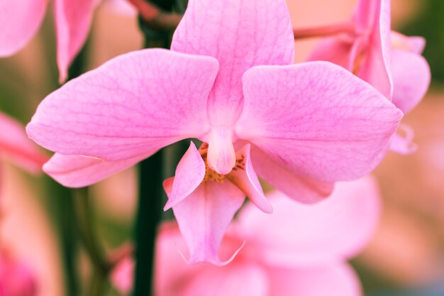 Pink petals of flower