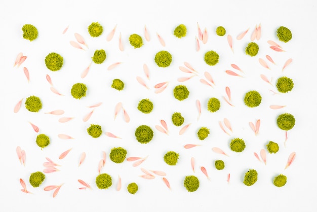 Pink petals and green chrysanthemum flower head on white background