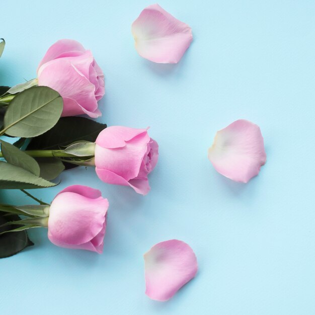 青い背景にピンクの花びらとバラ