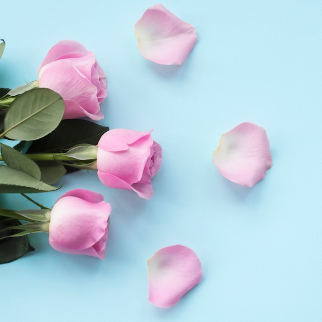 Pink petals and roses on blue backdrop