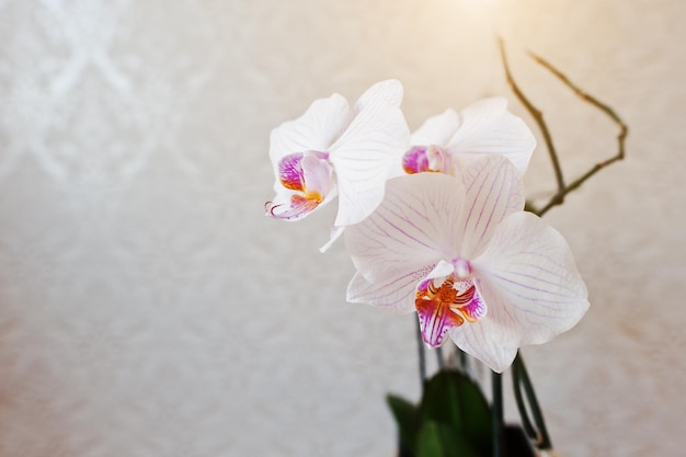 Розовые цветы фаленопсиса орхидеи на фоне ванильной текстуры