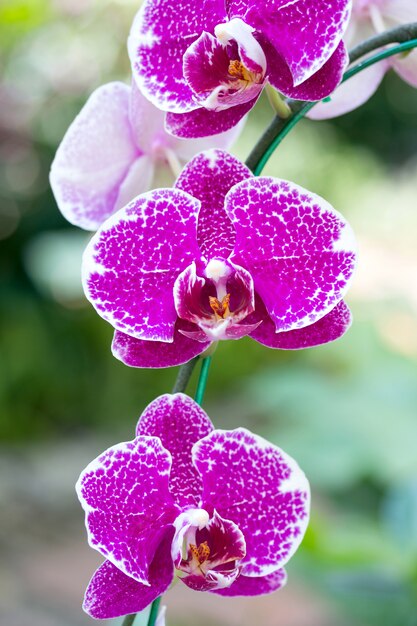 pink phalaenopsis orchid flower