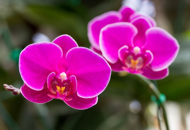 ピンクの胡蝶蘭の花