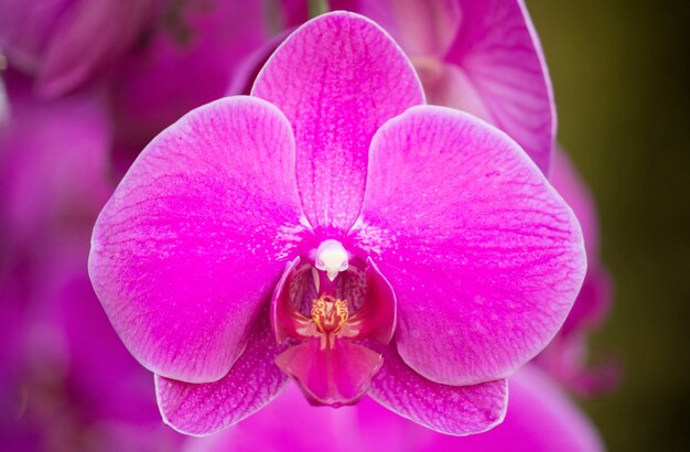 ピンクの胡蝶蘭の花