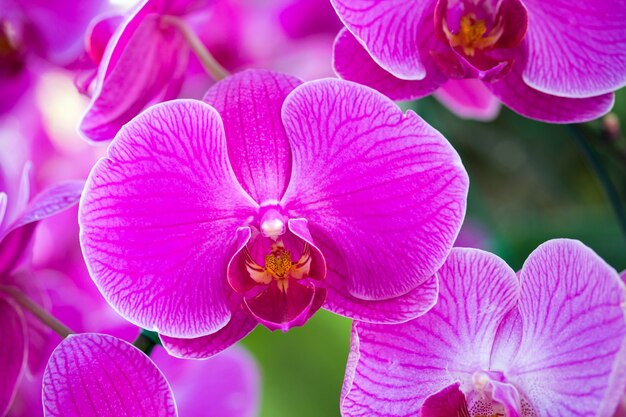 ピンクの胡蝶蘭の花