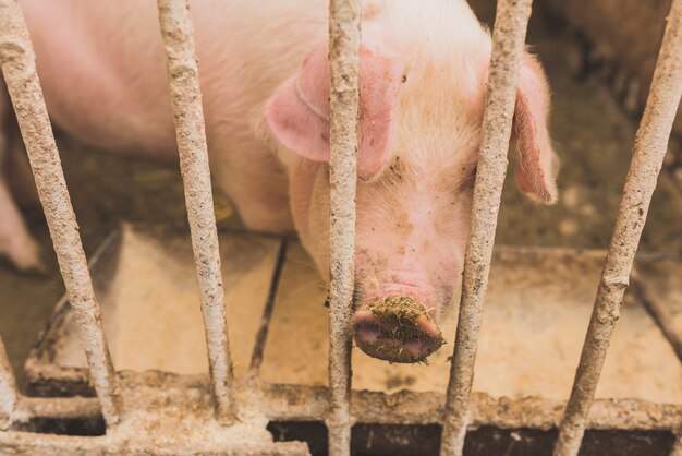 Розовая свинья в клетке