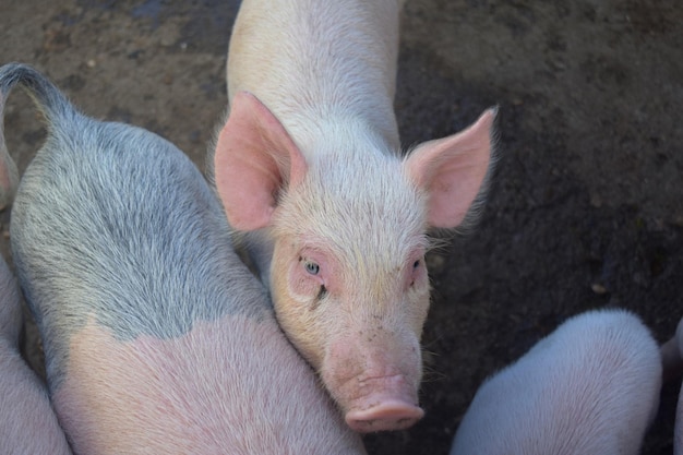 Pink piglet vying for attention in a group of pigs.